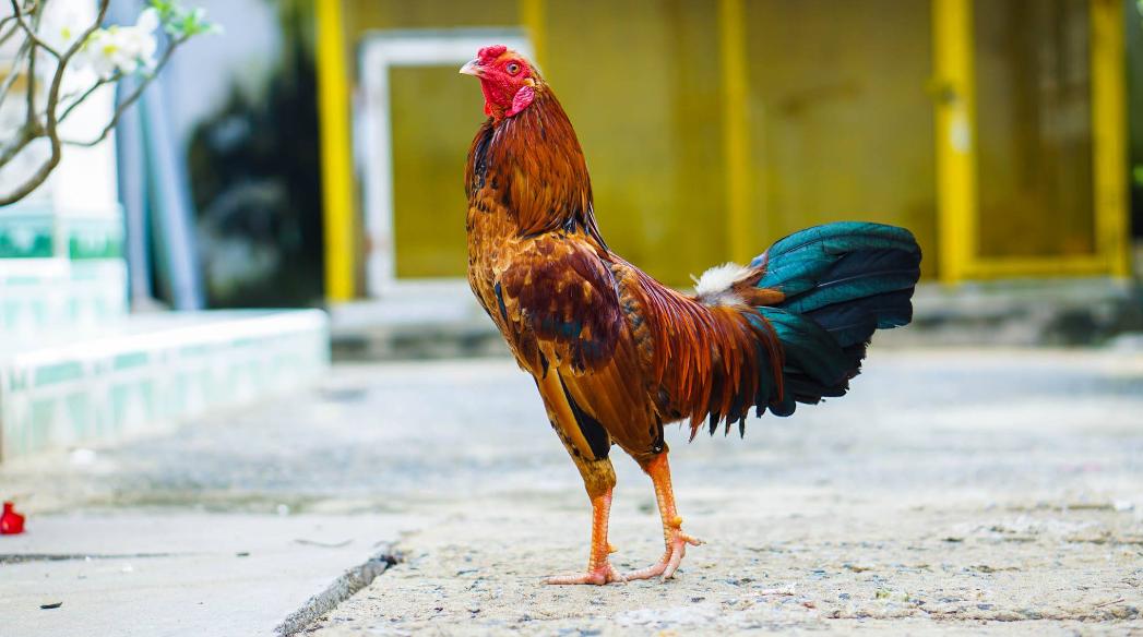Đặt cược gà đá có sự tính toán 